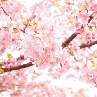 河津桜