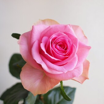 バラの花束を贈る! あべばら園 Healing-Rose : 【ギフト】【単品 バラの花束を贈る! あべばら園 Healing-Rose : 【ギフト】【単品