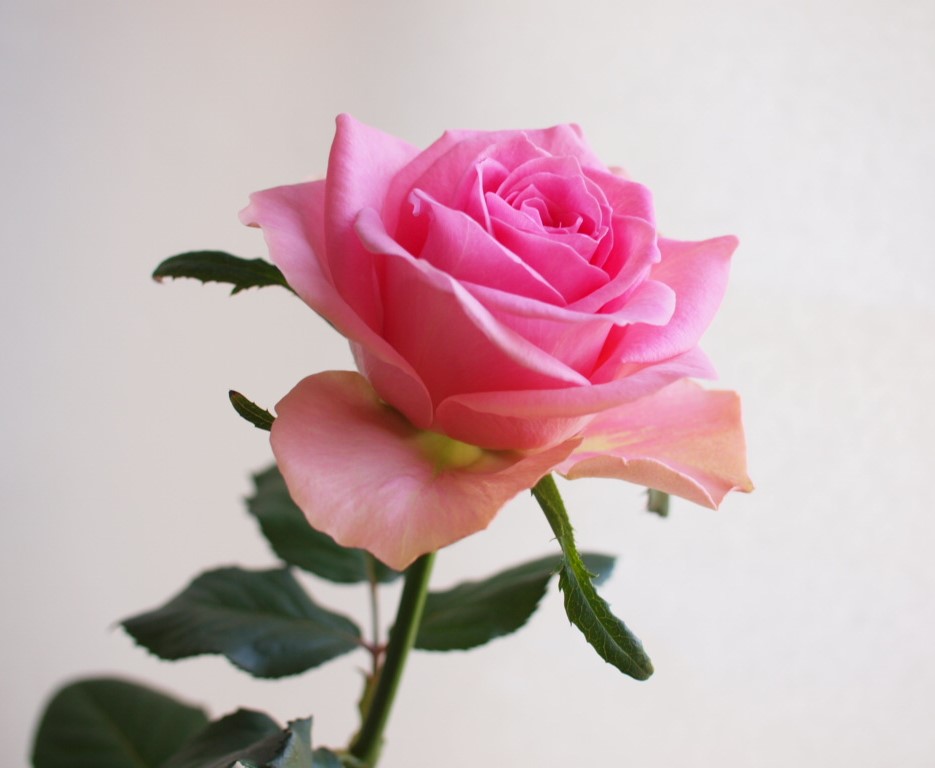 【パブロバ】入園8点セット〈フローラルスワン柄〉ピンク バラの花束を贈る! あべばら園 Healing-Rose : 【単品
