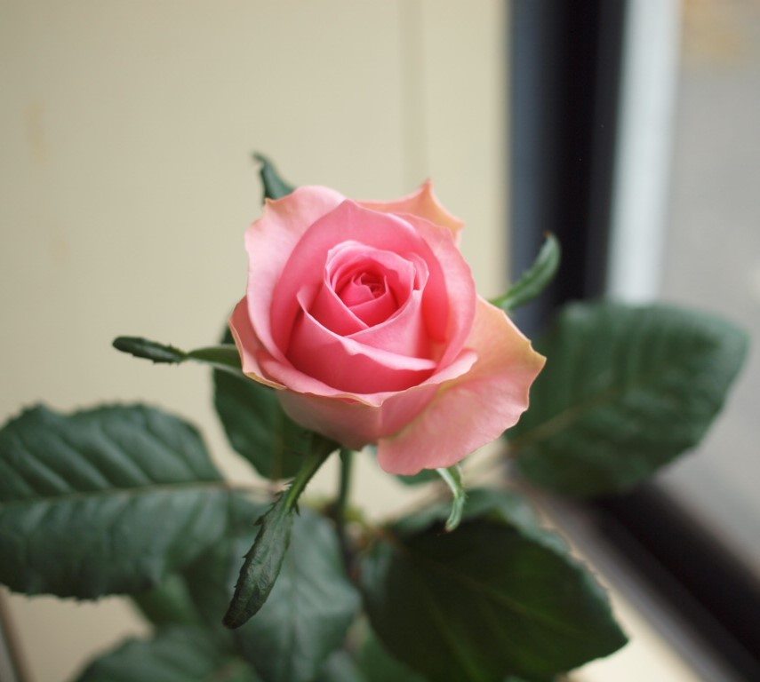 バラの花束を贈る! あべばら園 Healing-Rose : 【単品】 ブロッサム