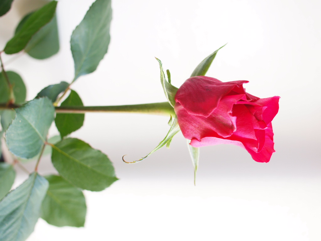 【今だけ価格！】 特大芸術写真  A2サイズ バラ 薔薇 ROSE 額付 fit=scale-down,w=1200