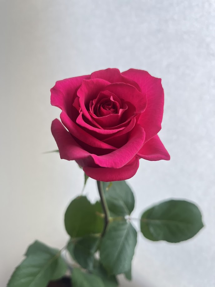 バラの花束を贈る! あべばら園 Healing-Rose : 【単品】ライラ+ S