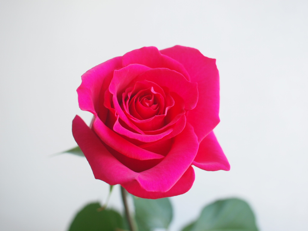 期間限定特価！　特大芸術写真 A2バラ 薔薇 ROSE 額付 70 X 79 バラの花束を贈る! あべばら園 Healing-Rose : 【単品】ライラ+ S